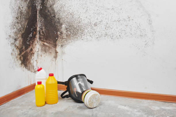 Best Mold Removal Process  in Calvert, TX