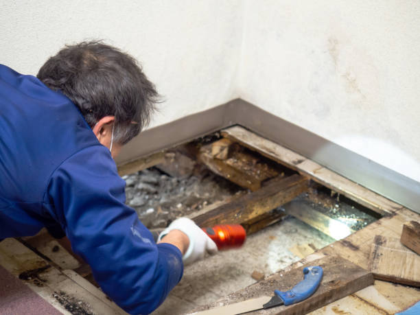 Best Mold Removal and Inspection  in Calvert, TX