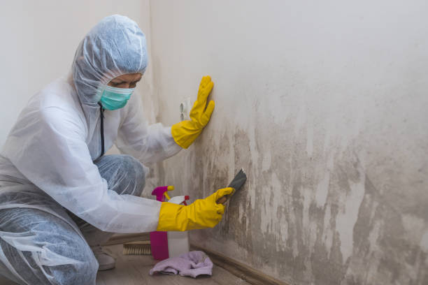 Best Mold Testing  in Calvert, TX