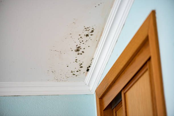 Best Same-Day Mold Removal  in Calvert, TX