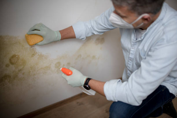 Best Mold Damage Repair  in Calvert, TX