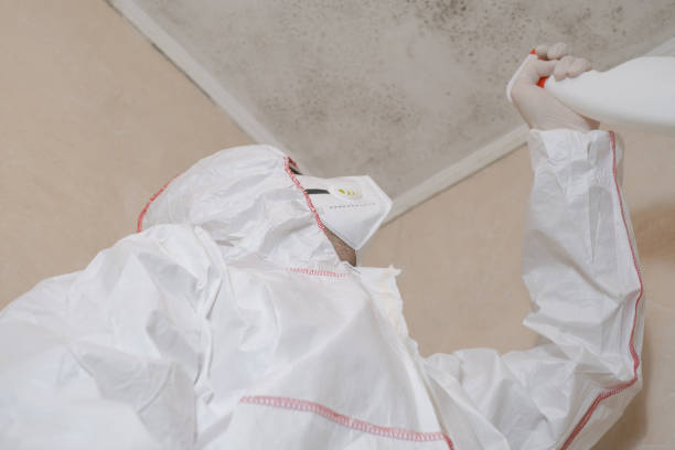 Best Fast Mold Removal  in Calvert, TX