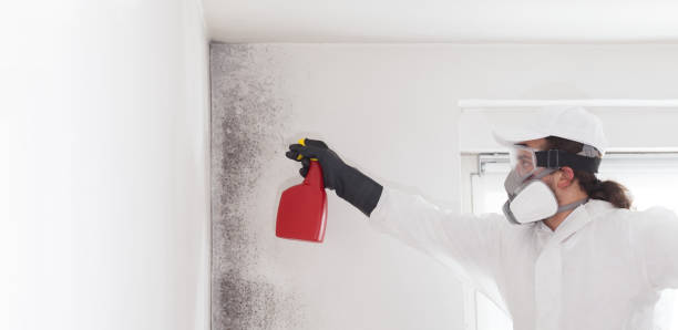 Best Emergency Mold Removal  in Calvert, TX