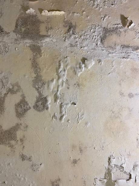 Best Emergency Mold Removal  in Calvert, TX