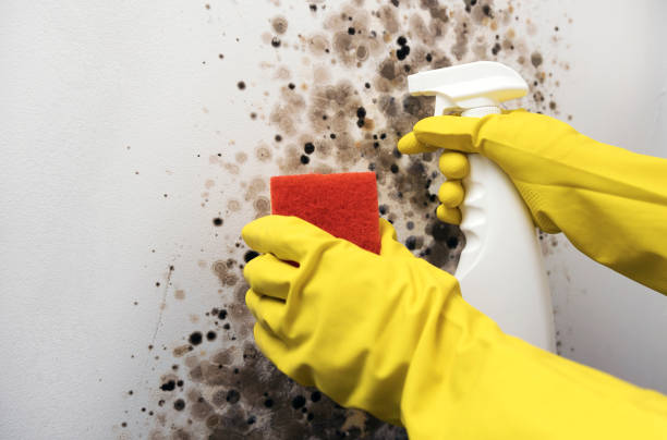 Best Local Mold Removal Service  in Calvert, TX